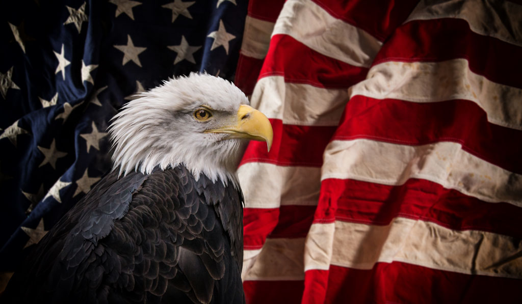 美国国旗上的鹰图片